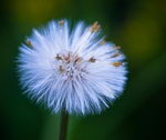 Tussilago Farfara